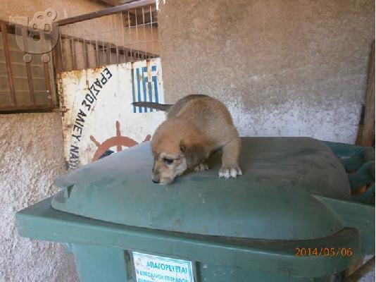 Κουταβακι χαριζεται
